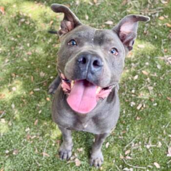Stormy -  Mixed Breed Dog for Adoption in Milton, Florida - Stormy | PetCurious