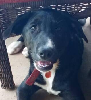 A-Bootie -  Labrador Retriever Dog for Adoption in Frankston, Texas - A-Bootie | PetCurious