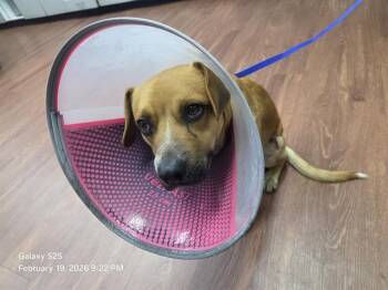 Beagle Dogs Available for Adoption - BRUCE | PetCurious