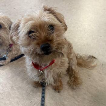 Arthur -  Shih Tzu and Yorkshire Terrier Dog for Adoption - Arthur | PetCurious