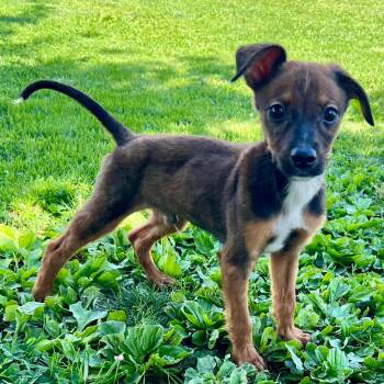 Freddie Mercury -  Mixed Breed Dog for Adoption in Baldwin, Maryland - Freddie Mercury | PetCurious