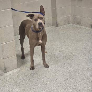 A431701 -  Pit Bull Terrier and Mixed Breed Dog for Adoption in Conroe, Texas - A431701 | PetCurious