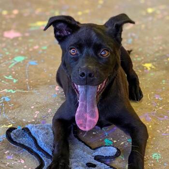 Pit Bull Terrier Dogs Available for Adoption in Gainesville, Texas - Kubota | PetCurious