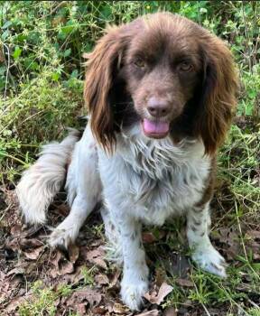 Cookie in LA -  Spaniel Dog for Adoption in Cranston, Rhode Island - Cookie In LA | PetCurious