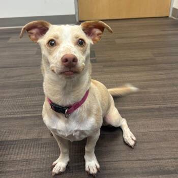 Tinkerbell -  Mixed Breed Dog for Adoption in Sarasota, Florida - Tinkerbell | PetCurious