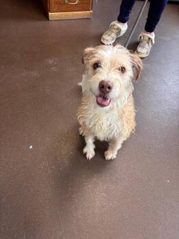 Terrier Dogs Available for Adoption in Port Jervis, New York - Benji | PetCurious