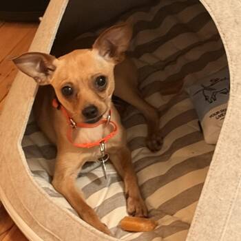 Chihuahua Dogs Available for Adoption - Timmy | PetCurious