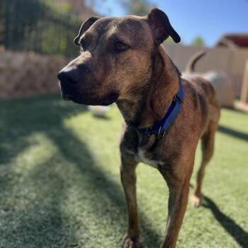 Rescue Mixed Breed Dogs for Adoption in Murrieta, California - Joey | PetCurious