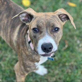Rescue Mixed Breed Dogs for Adoption in Hopkinton, Massachusetts - Penelope | PetCurious