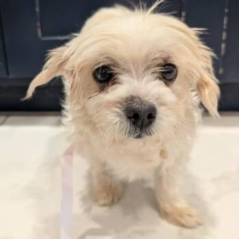 Luanne -  Poodle and Mixed Breed Dog for Adoption in Fort Collins, Colorado - Luanne | PetCurious