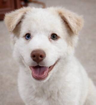 Great Pyrenees and Labrador Retriever Dogs Available for Adoption - Cotton | PetCurious