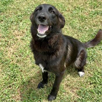 Kelly Jelly -  Border Collie Dog for Adoption in Colleyville, Texas - Kelly Jelly | PetCurious