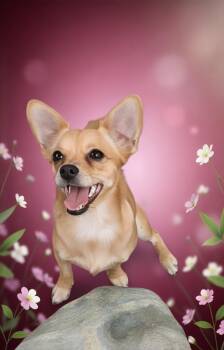 Adora -  Chihuahua Dog for Adoption in Los Angeles, California - Adora | PetCurious