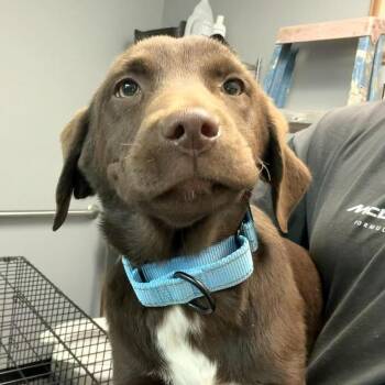 Mixed Breed Dogs Available for Adoption - Wren | PetCurious