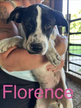 Florence -  Hound Dog for Adoption in Zimmerman, Minnesota - Florence | PetCurious