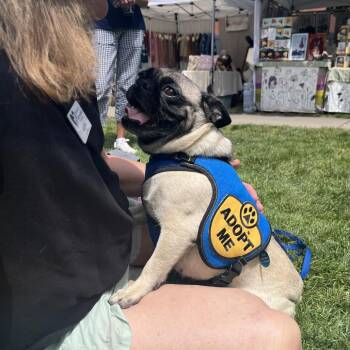 Eloise -  Pug Dog for Adoption in Ashland, Oregon - Eloise | PetCurious