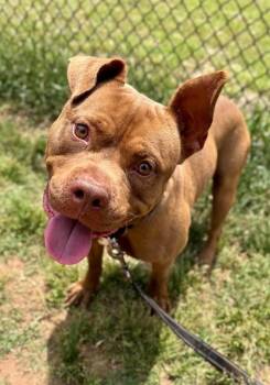 American Staffordshire Terrier and Mixed Breed Dogs Available for Adoption in York, South Carolina - ASTRO | PetCurious
