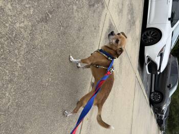 Walker -  Chihuahua Dog Available for Adoption in Hillsborough, North Carolina - Walker | PetCurious