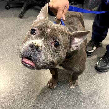 Rescue Mixed Breed Dogs for Adoption in Allentown, Pennsylvania - Nickolas | PetCurious