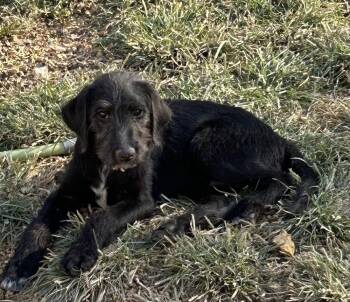Indie -  Labradoodle Dog for Adoption in Brownstown, Indiana - Indie | PetCurious