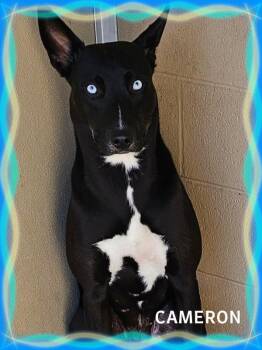 Cameron -  Husky Dog for Adoption in Whiting, Indiana - Cameron | PetCurious