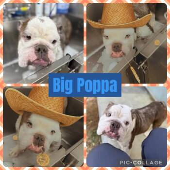 Rescue English Bulldog Dogs for Adoption in Ringwood, New Jersey - Big Poppa | PetCurious