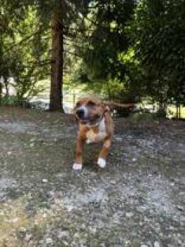 Maple -  Terrier Dog for Adoption in Cashiers, North Carolina - Maple | PetCurious
