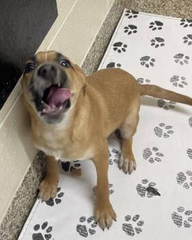 Mixed Breed Dogs Available for Adoption in Westland, Michigan - Marshall Tucker | PetCurious