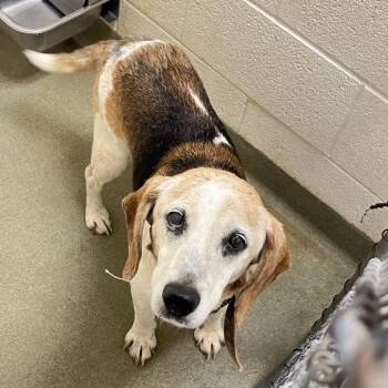 Beagle Dogs Available for Adoption in Harrisonburg, Virginia - Koda | PetCurious