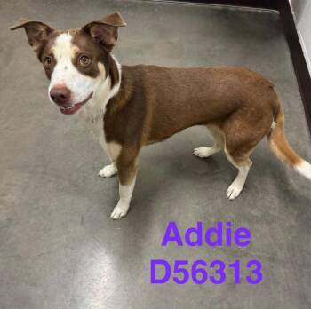 Addie -  Mixed Breed Dog for Adoption in Clarksville, Tennessee - Addie | PetCurious