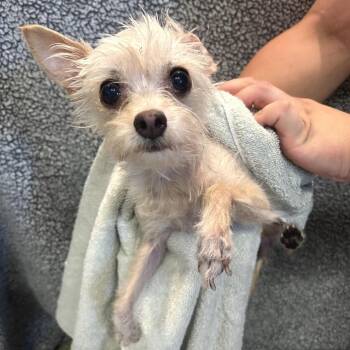 IVHS-Stray-142804 -  Terrier Dog for Adoption in San Gabriel, California - IVHS-Stray-142804 | PetCurious