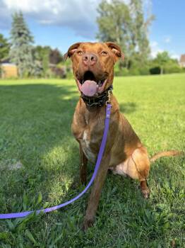 Rescue Labrador Retriever Dogs for Adoption in Guelph, Ontario - Reese | PetCurious
