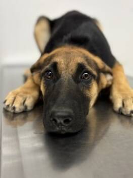 Rescue Shepherd and Mixed Breed Dogs for Adoption in Lockhart, Texas - Maggie | PetCurious