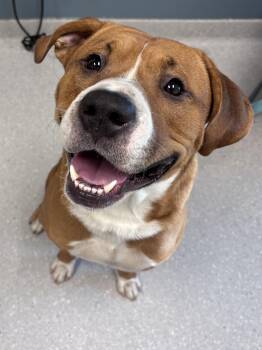 Rescue Boxer Dogs for Adoption in Pensacola, Florida - Bolt | PetCurious