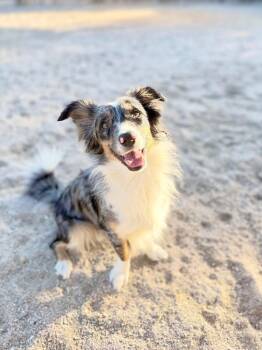 Banjo -  Australian Shepherd Dog for Adoption in Muskegon, Michigan - Banjo | PetCurious