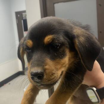 Rescue Australian Cattle Dog Blue Heeler and Hound Dogs for Adoption in Durango, Colorado - Squash | PetCurious