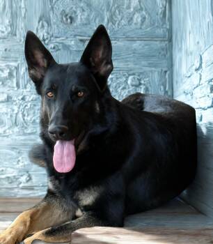 MOLLIE -  German Shepherd Dog and Siberian Husky Dog for Adoption in Levelland, Texas - MOLLIE | PetCurious