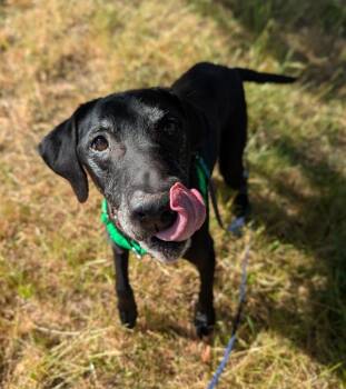 Maverick -  Labrador Retriever Dog for Adoption in Santa Rosa, California - Maverick | PetCurious