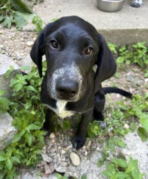 Dopey in NH. Come Meet our Adoptable Dogs Wednesday-Saturday. Mo -  Great Pyrenees Dog for Adoption in Manchester, New Hampshire - Dopey In NH. Come Meet Our Adoptable Dogs Wednesday-Saturday. Mo | PetCurious