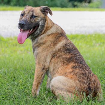 Lulu -  Labrador Retriever and Pit Bull Terrier Dog for Adoption in Madisonville, Kentucky - Lulu | PetCurious