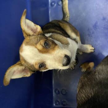 Liberty -  Mixed Breed Dog for Adoption in Ardmore, Oklahoma - Liberty | PetCurious