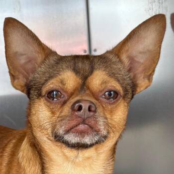 Chihuahua and Mixed Breed Dogs Available for Adoption in Saint Joseph, Missouri - Ramesses | PetCurious