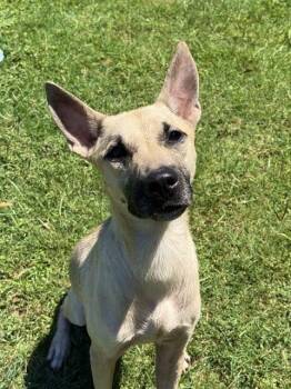 RUBY -  Labrador Retriever Dog for Adoption in Sugar Land, Texas - RUBY | PetCurious