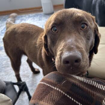Chocolate Labrador Retriever Dogs Available for Adoption in Buffalo, Minnesota - Lucy | PetCurious