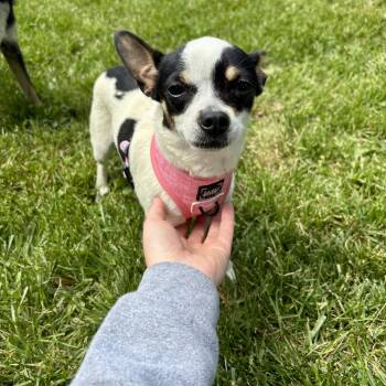 Chihuahua Dogs Available for Adoption in High View, West Virginia - Miss Moo | PetCurious