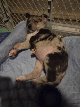 Husky Dogs Available for Adoption - Miss Fiona (26-008 D) | PetCurious