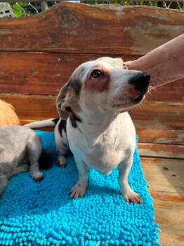 Panda - CO -  Dachshund and Basset Hound Dog for Adoption in Bryan, Texas - Panda - CO | PetCurious