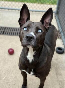 Zatanna -  Labrador Retriever Dog Available for Adoption in Chicago, Illinois - Zatanna | PetCurious