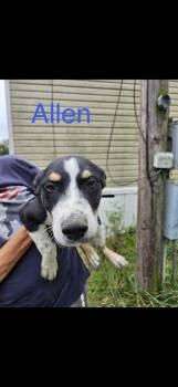 Allen -  Great Pyrenees Dog for Adoption in Irwin, Pennsylvania - Allen | PetCurious
