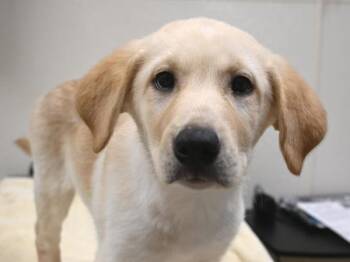 Fly Trap -  Shepherd and Siberian Husky Dog for Adoption in Portland, Oregon - Fly Trap | PetCurious